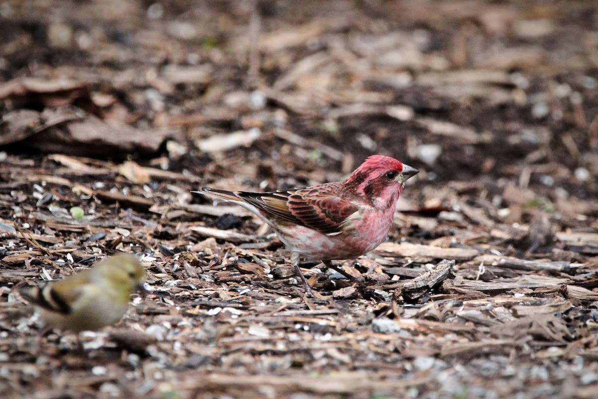 Purple Finch - ML627776690