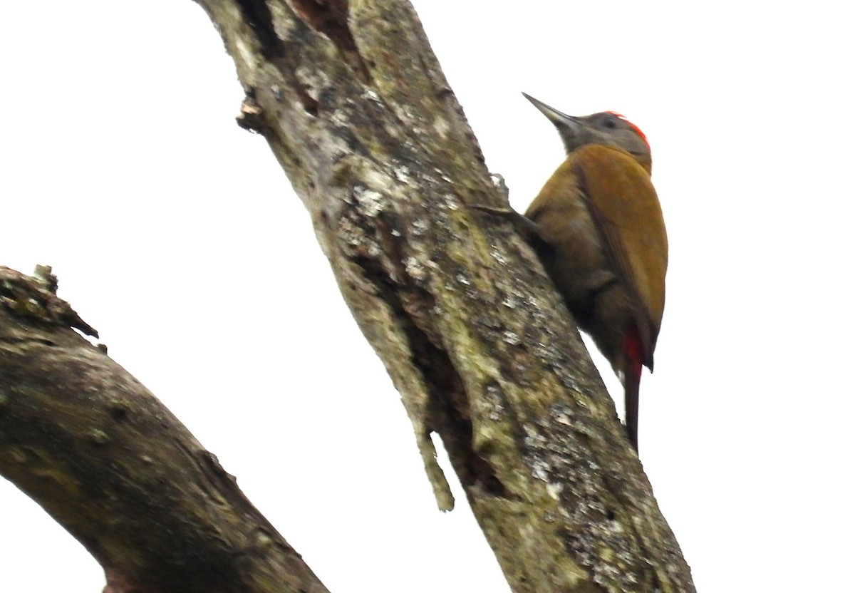 Olive Woodpecker (Southern) - ML627776704