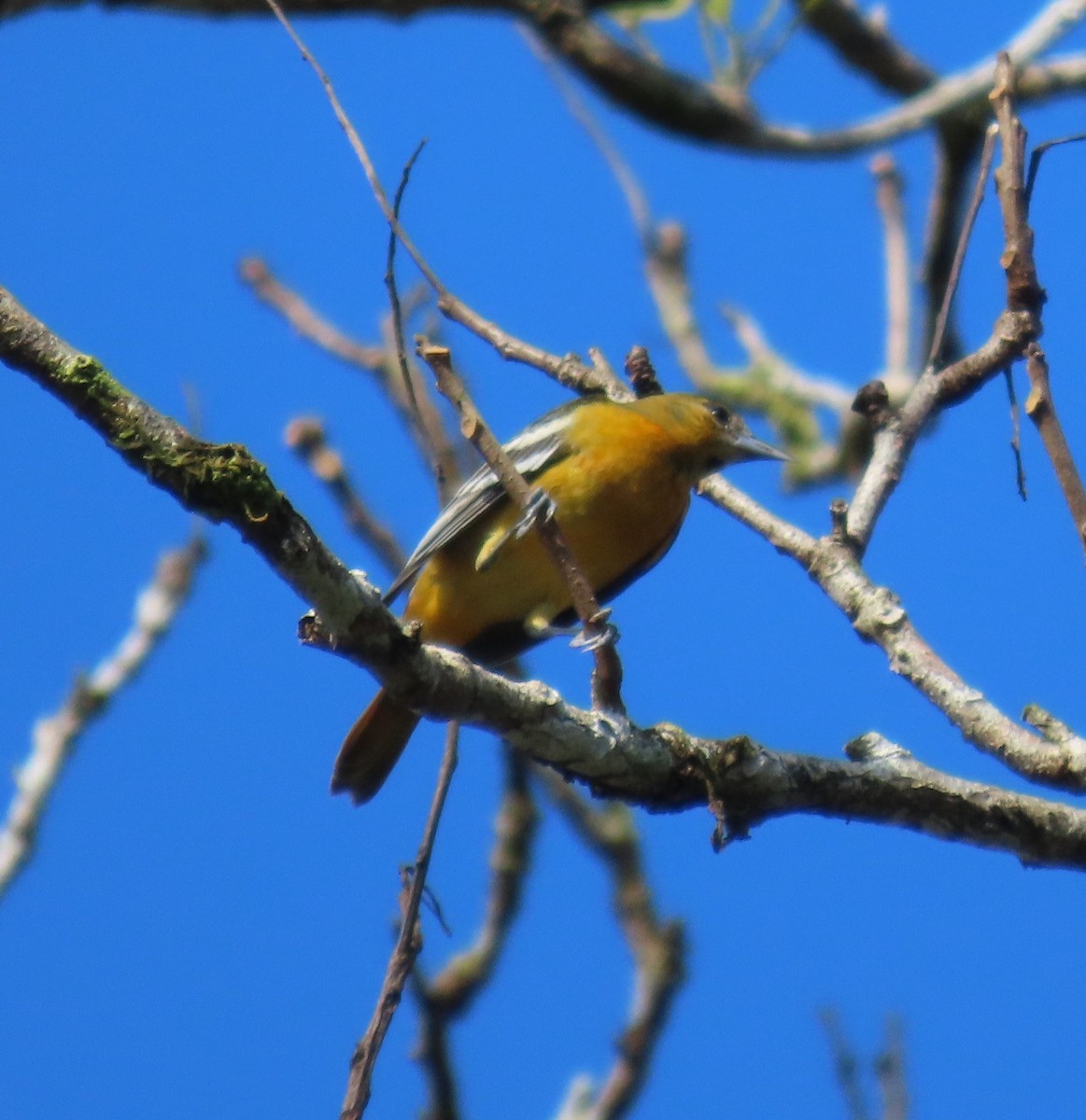 Baltimore Oriole - ML627776709