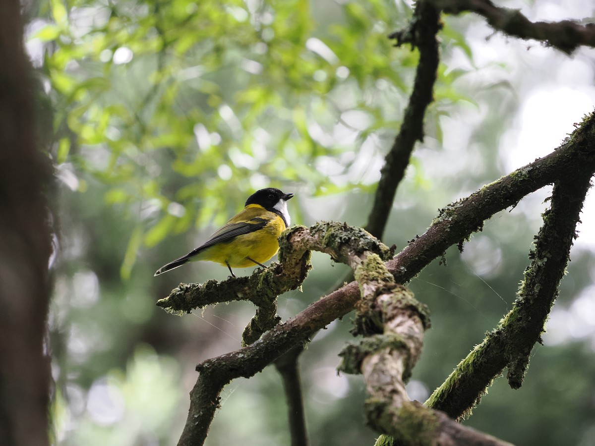 Golden Whistler (Eastern) - ML627776717