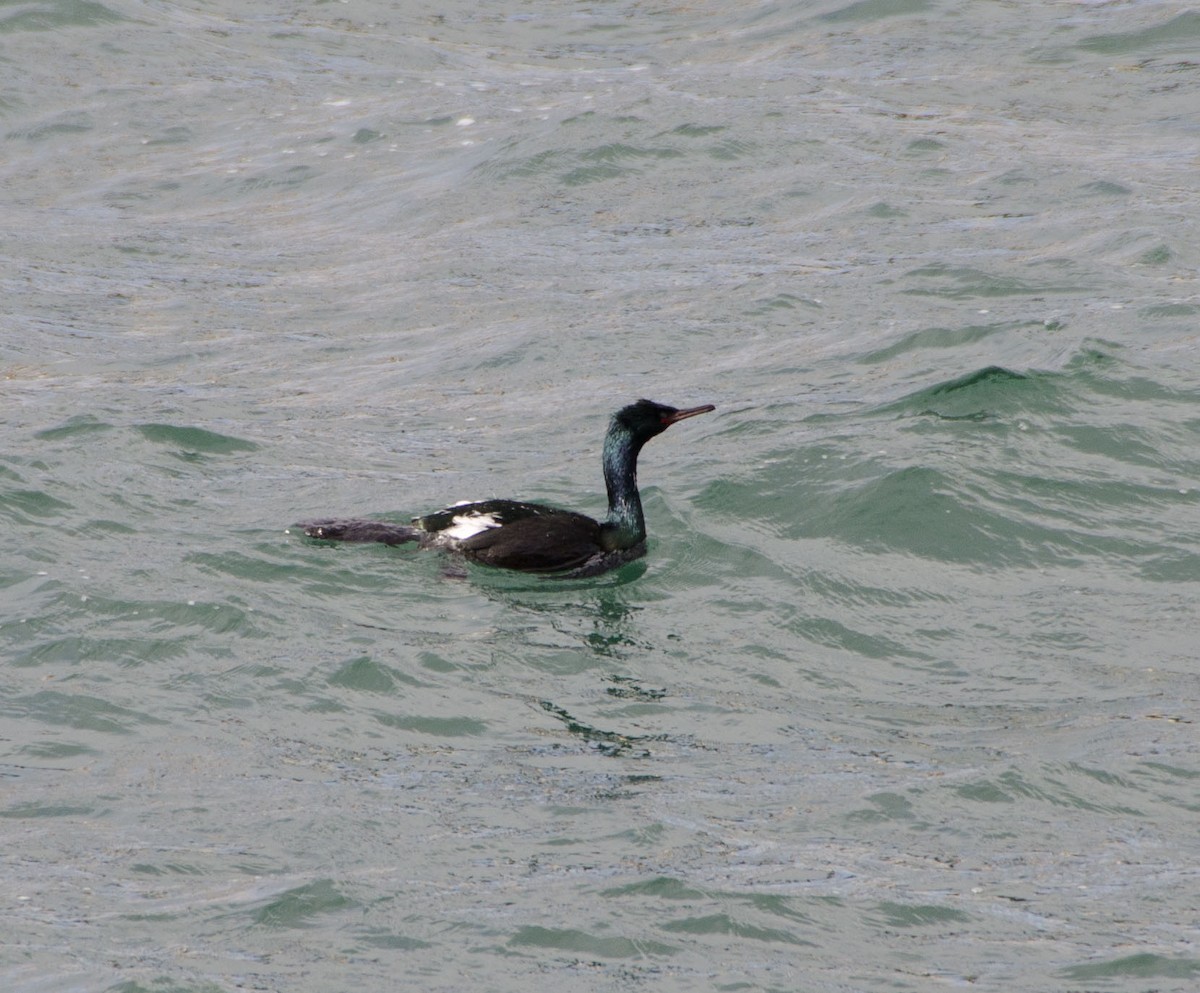 Pelagic Cormorant - ML627776719