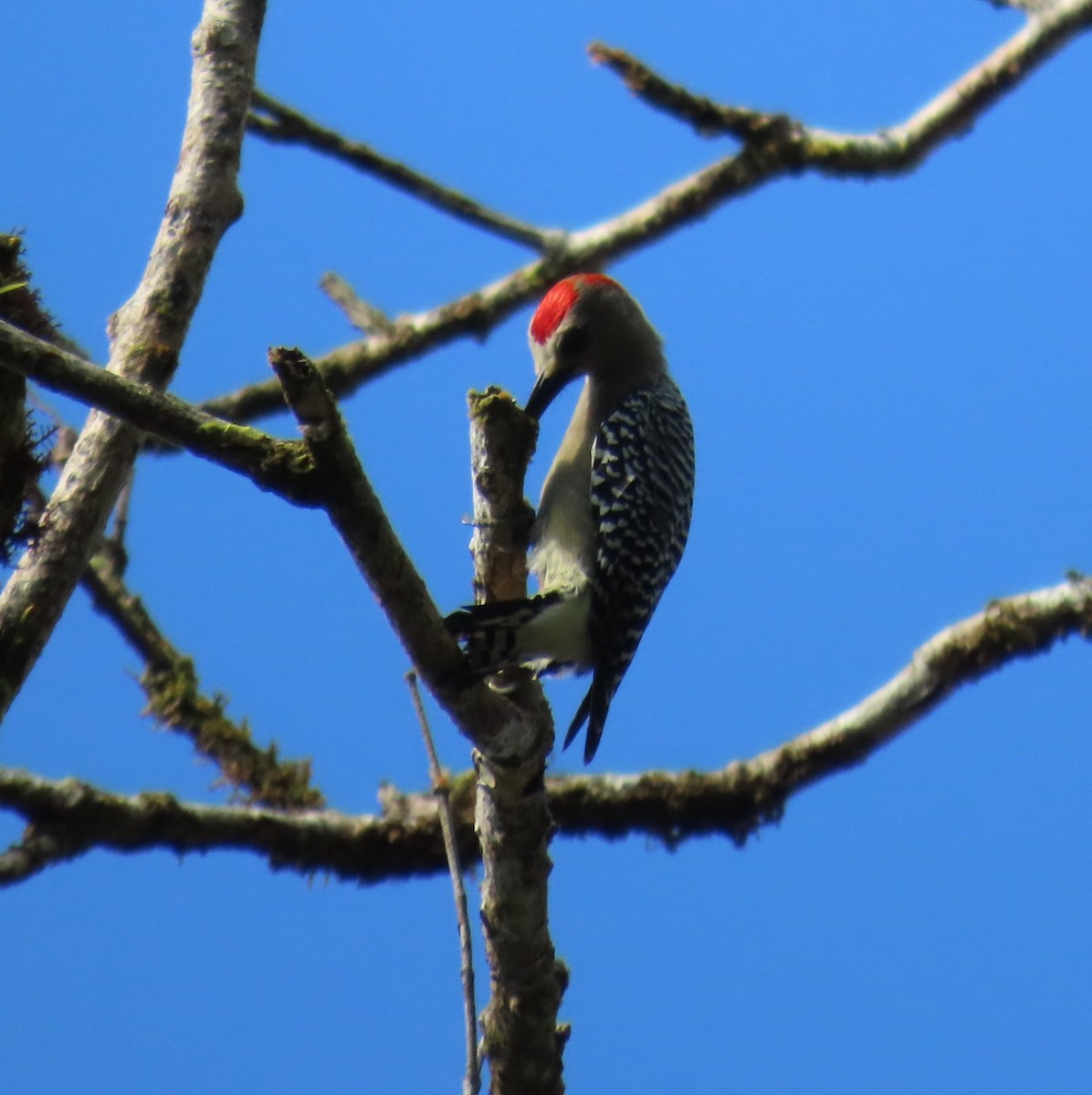 Red-crowned Woodpecker - ML627776720