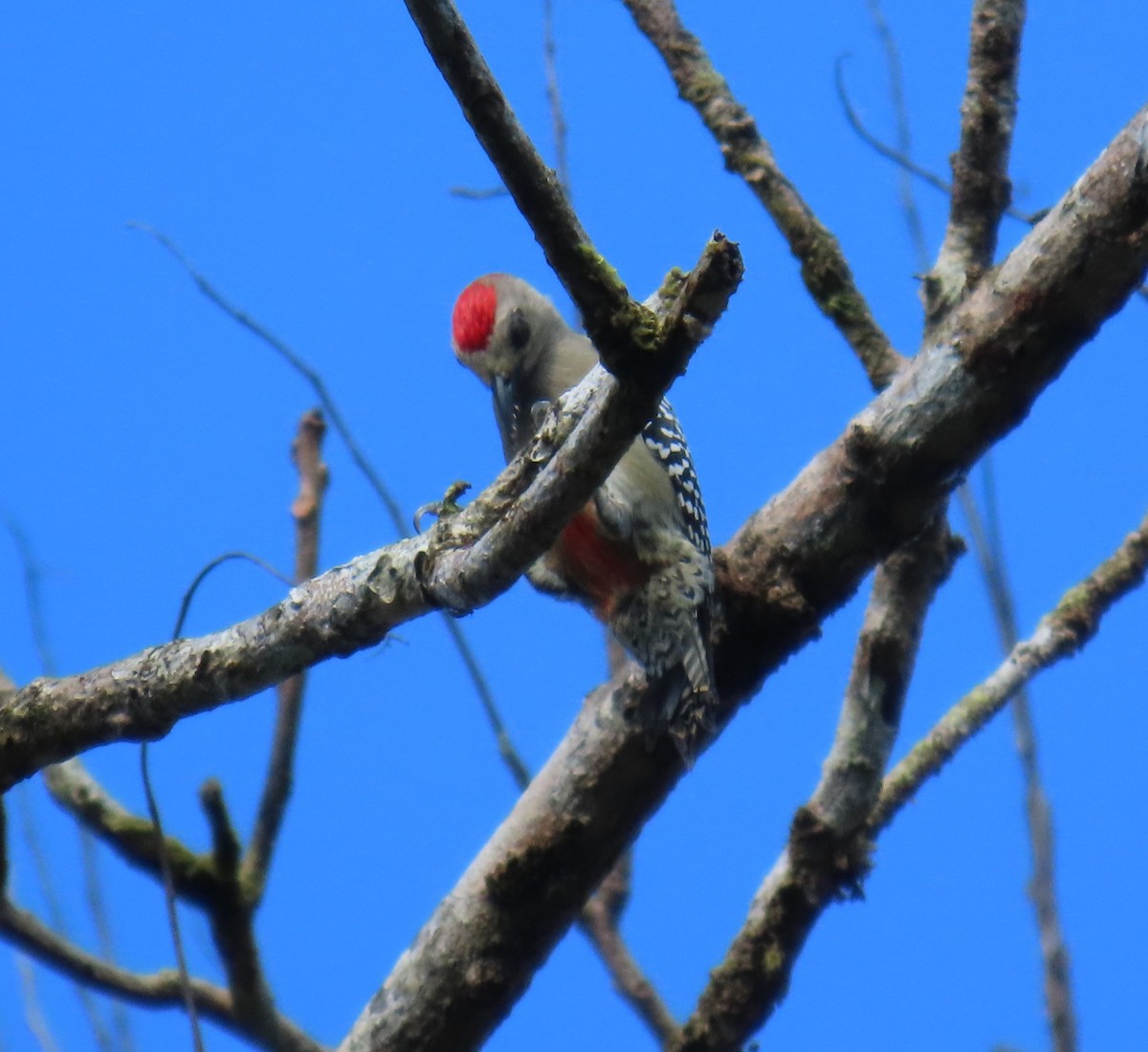 Red-crowned Woodpecker - ML627776722