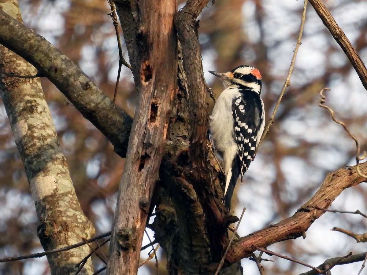 Hairy Woodpecker - ML627776723