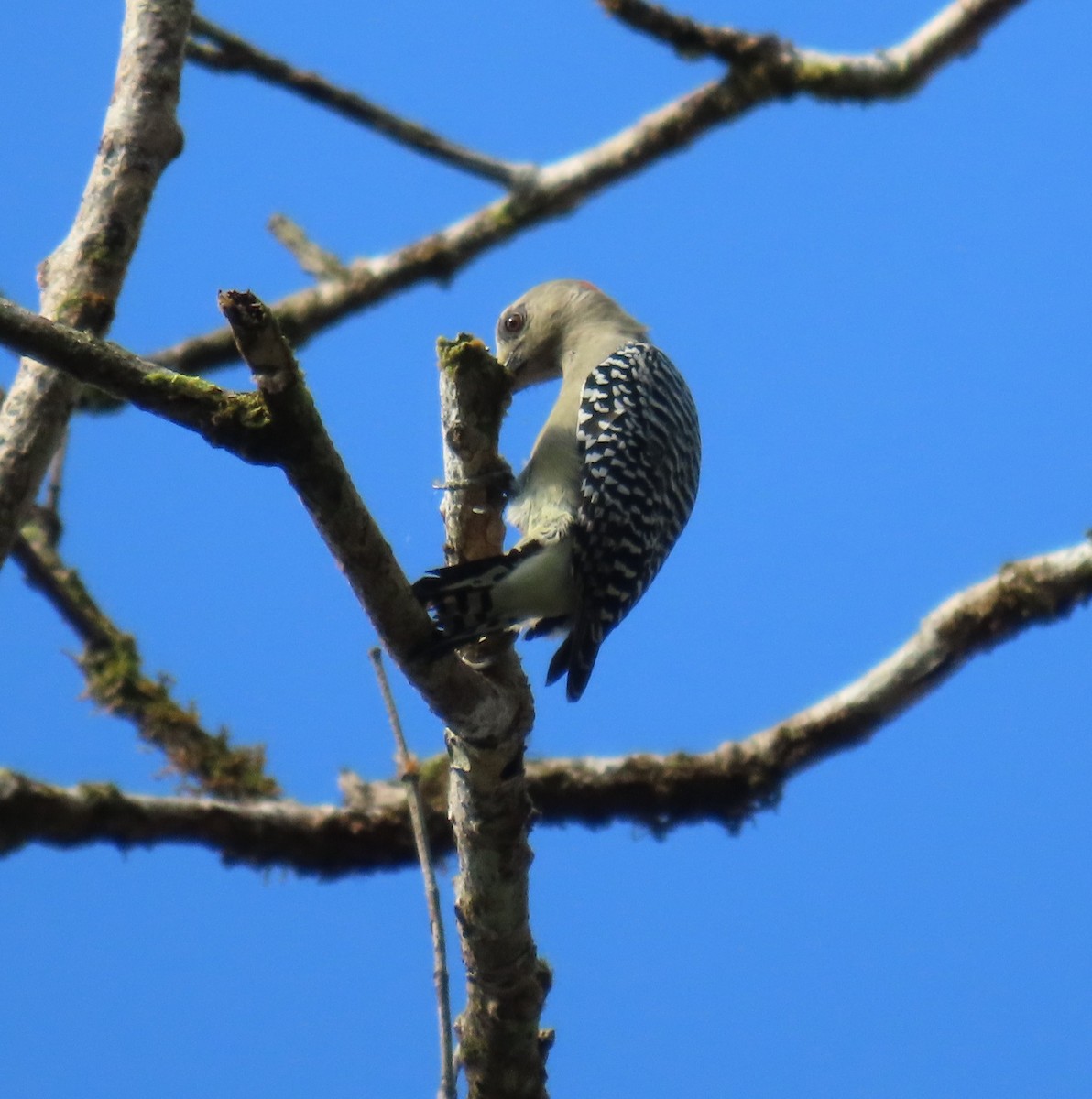 Red-crowned Woodpecker - ML627776725