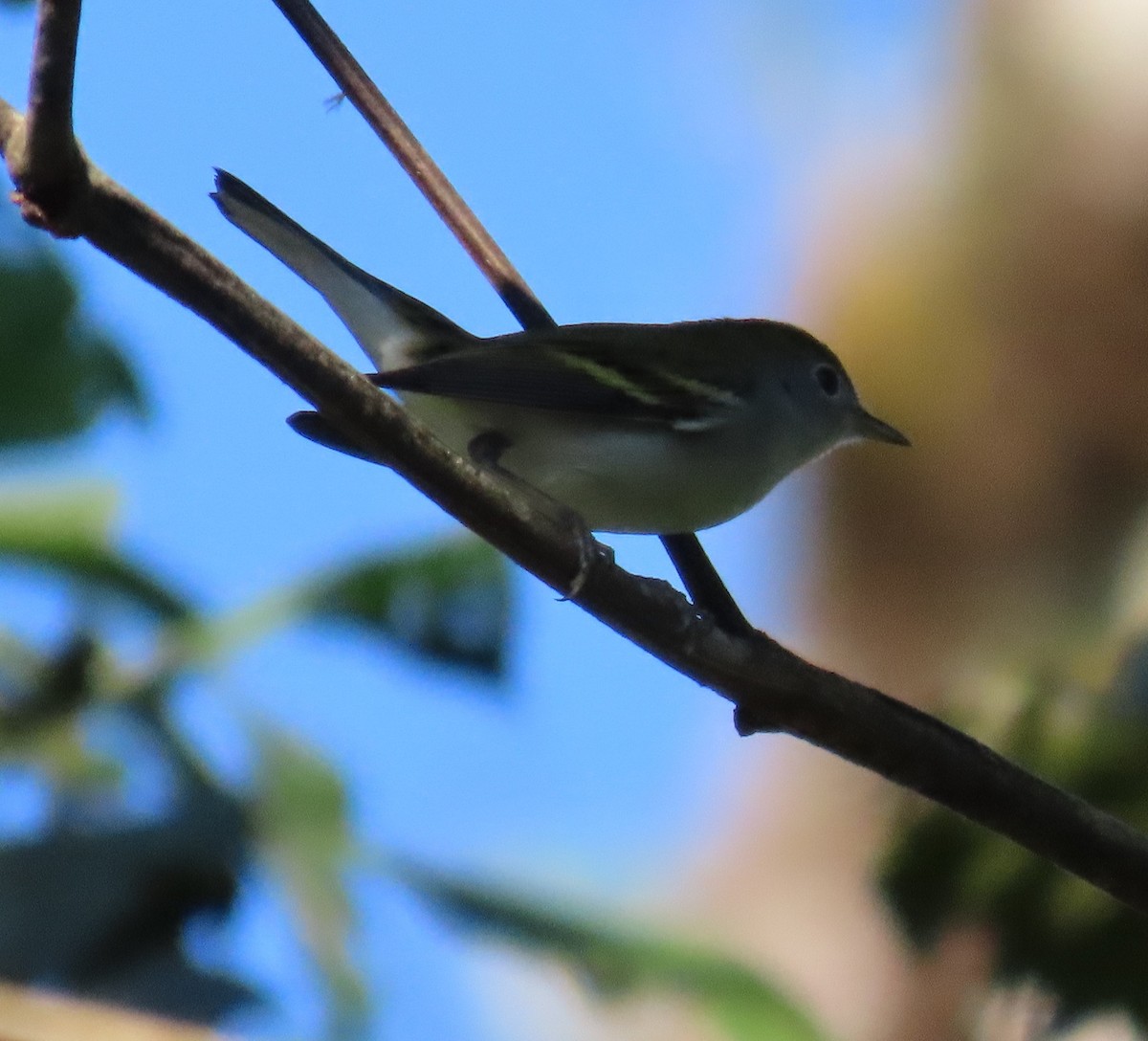 Chestnut-sided Warbler - ML627776729