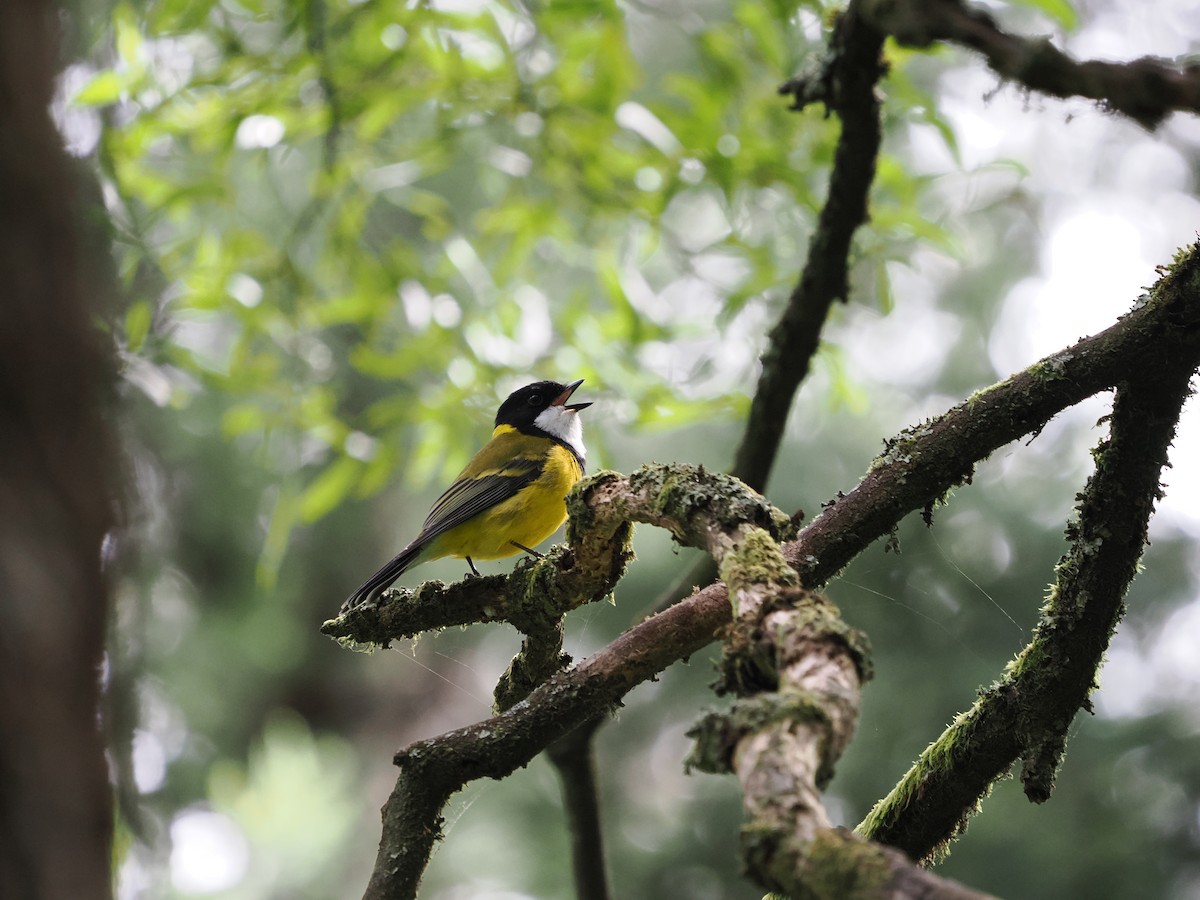 Golden Whistler (Eastern) - ML627776732