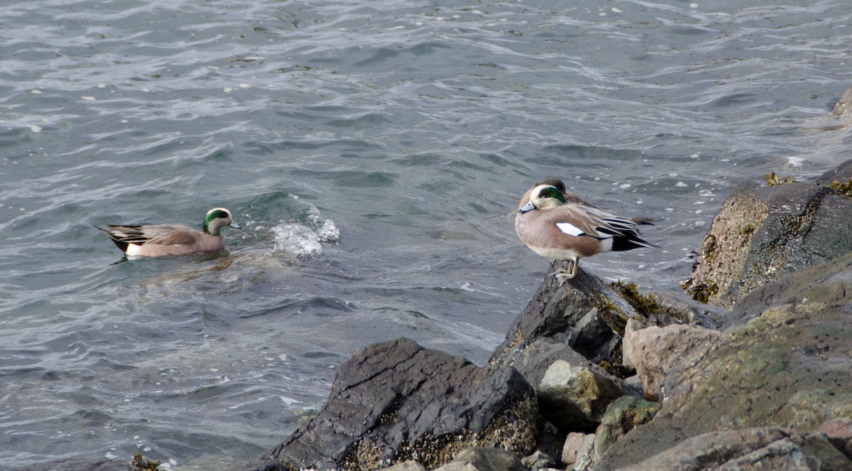 American Wigeon - ML627776761