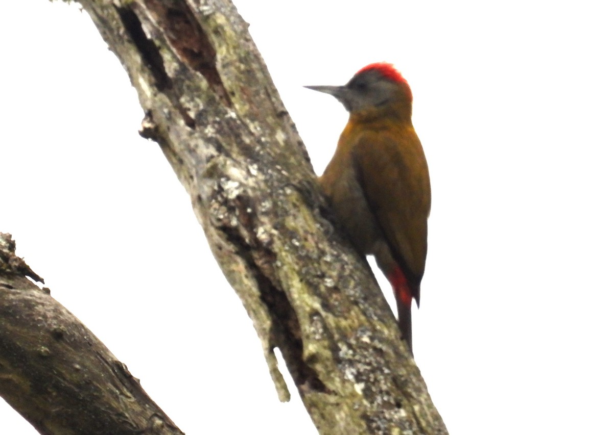 Olive Woodpecker (Southern) - ML627776772