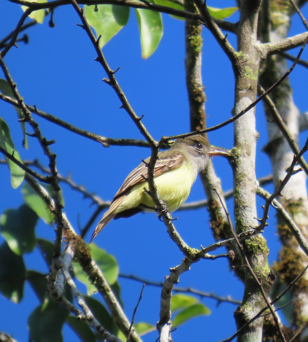 Great Crested Flycatcher - ML627776783