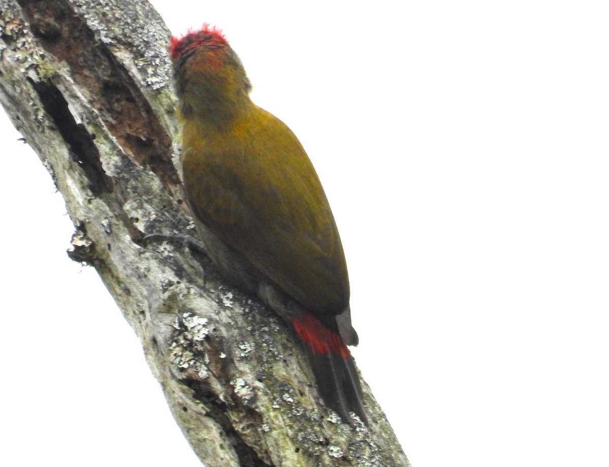 Olive Woodpecker (Southern) - ML627776809