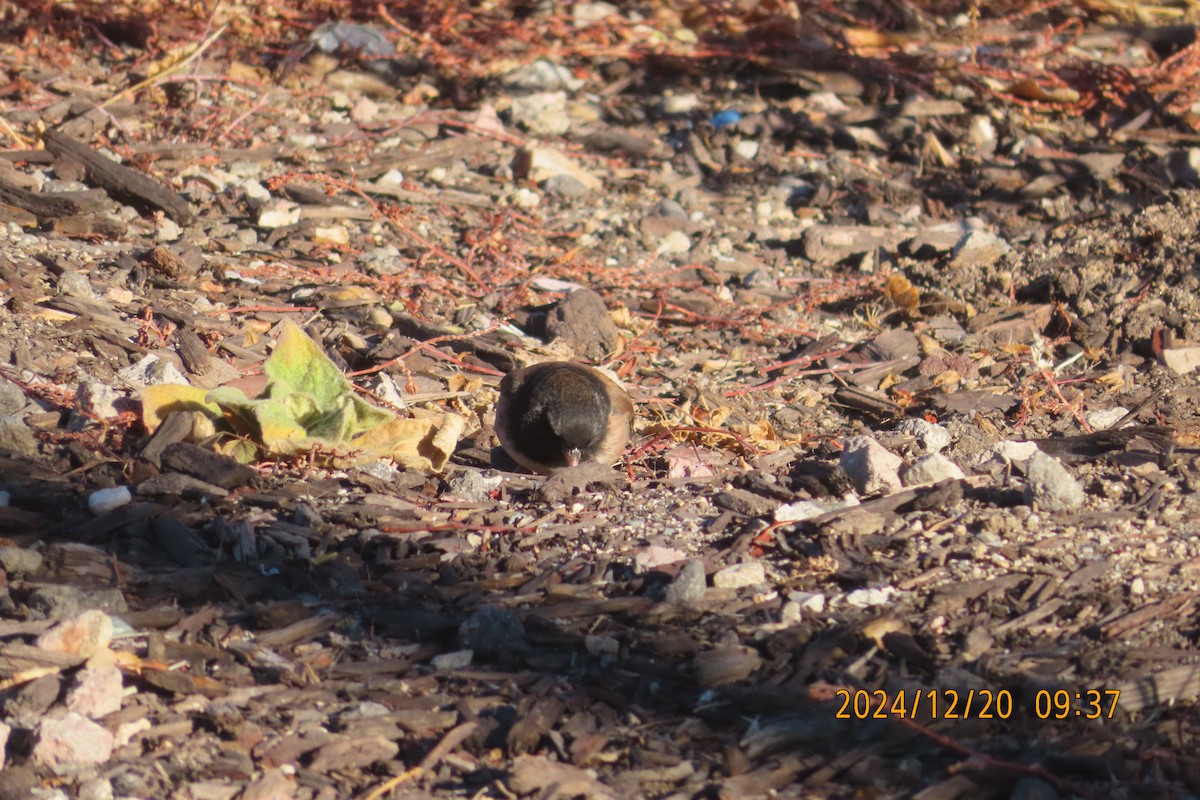 Junco Ojioscuro - ML627776908