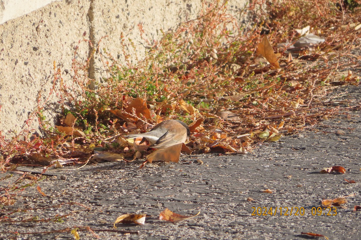 Junco Ojioscuro - ML627776917