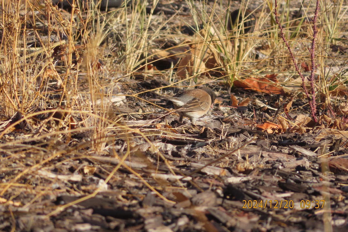 Junco Ojioscuro - ML627776927