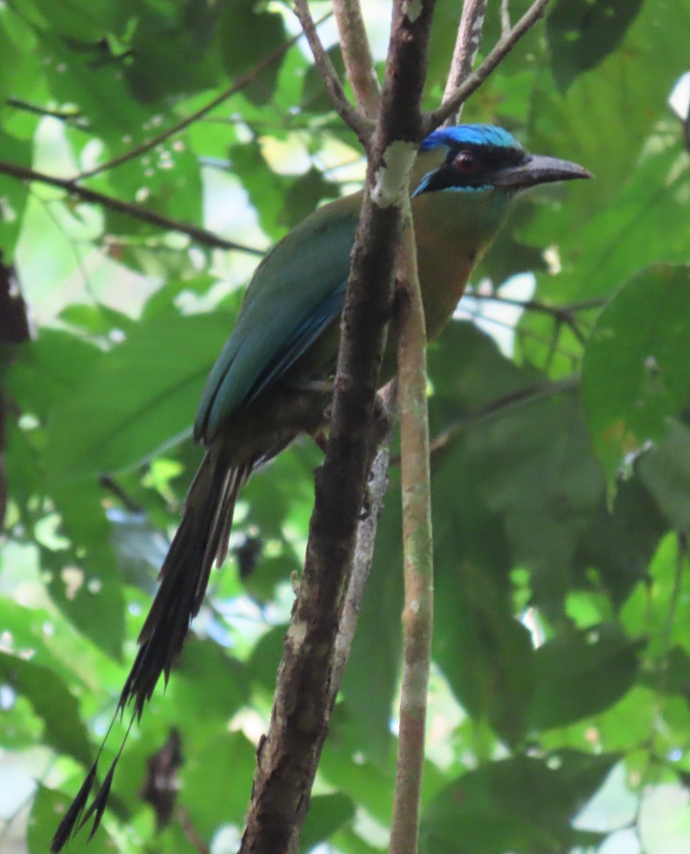 Lesson's Motmot - ML627776937