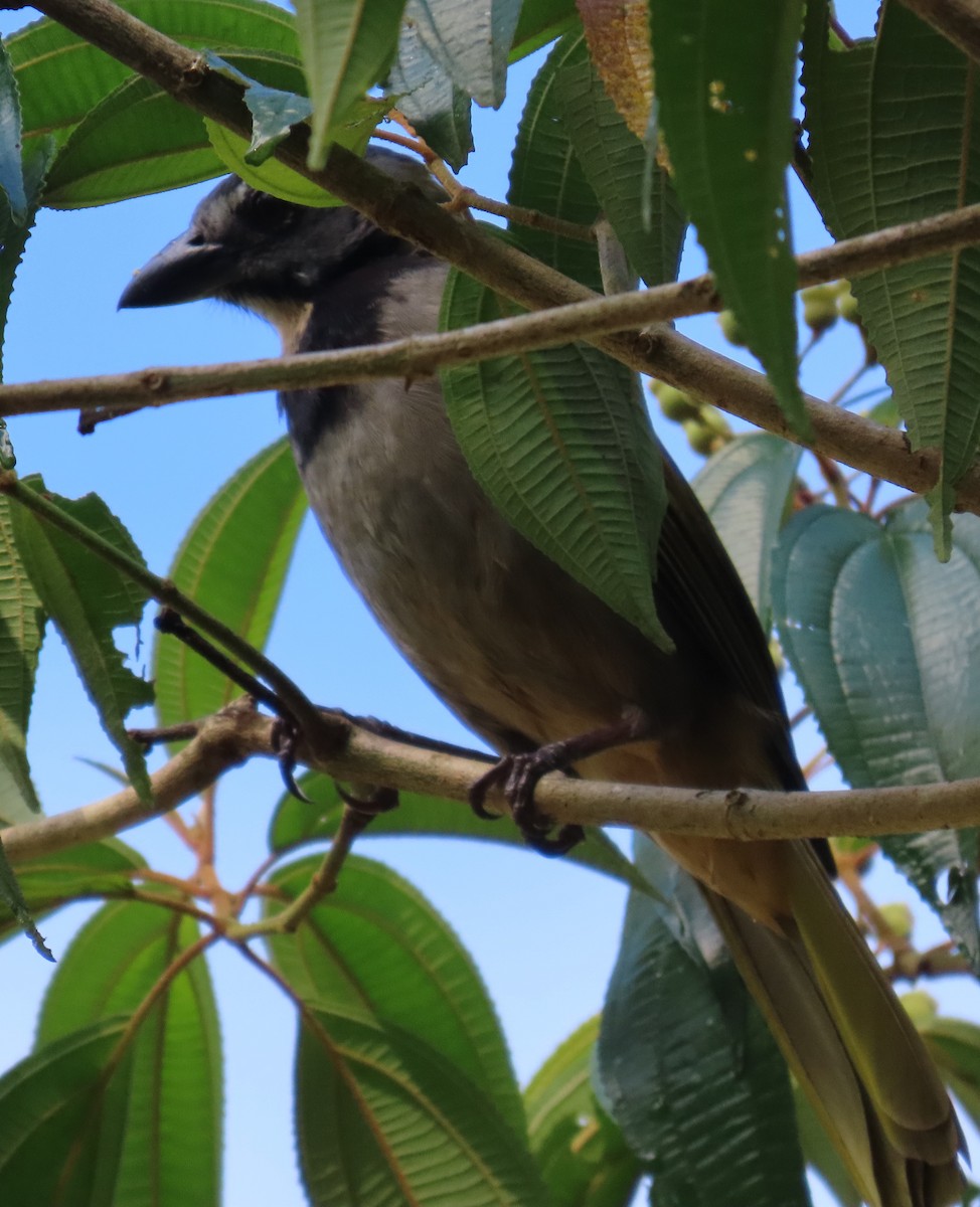 Buff-throated Saltator - ML627776949