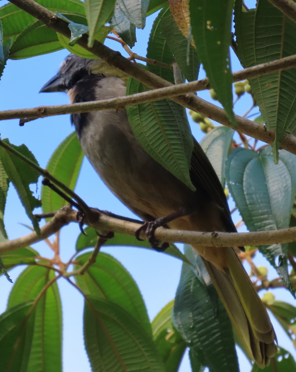 Buff-throated Saltator - ML627776951