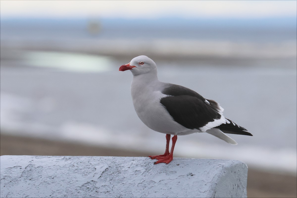 Dolphin Gull - ML627776964