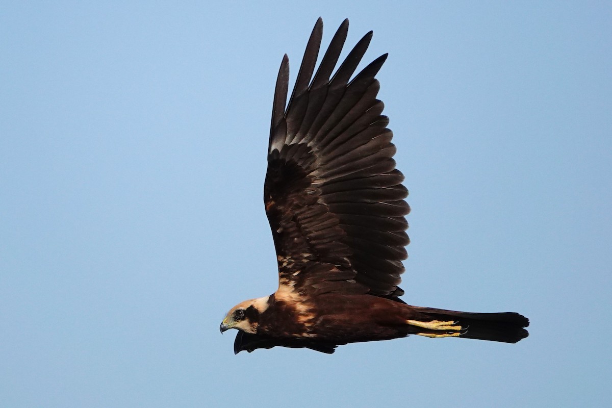 Western Marsh Harrier - ML627776985