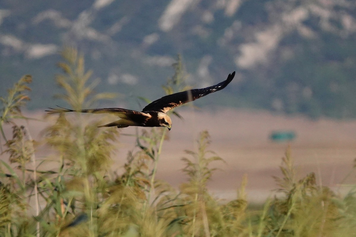 Western Marsh Harrier - ML627777032