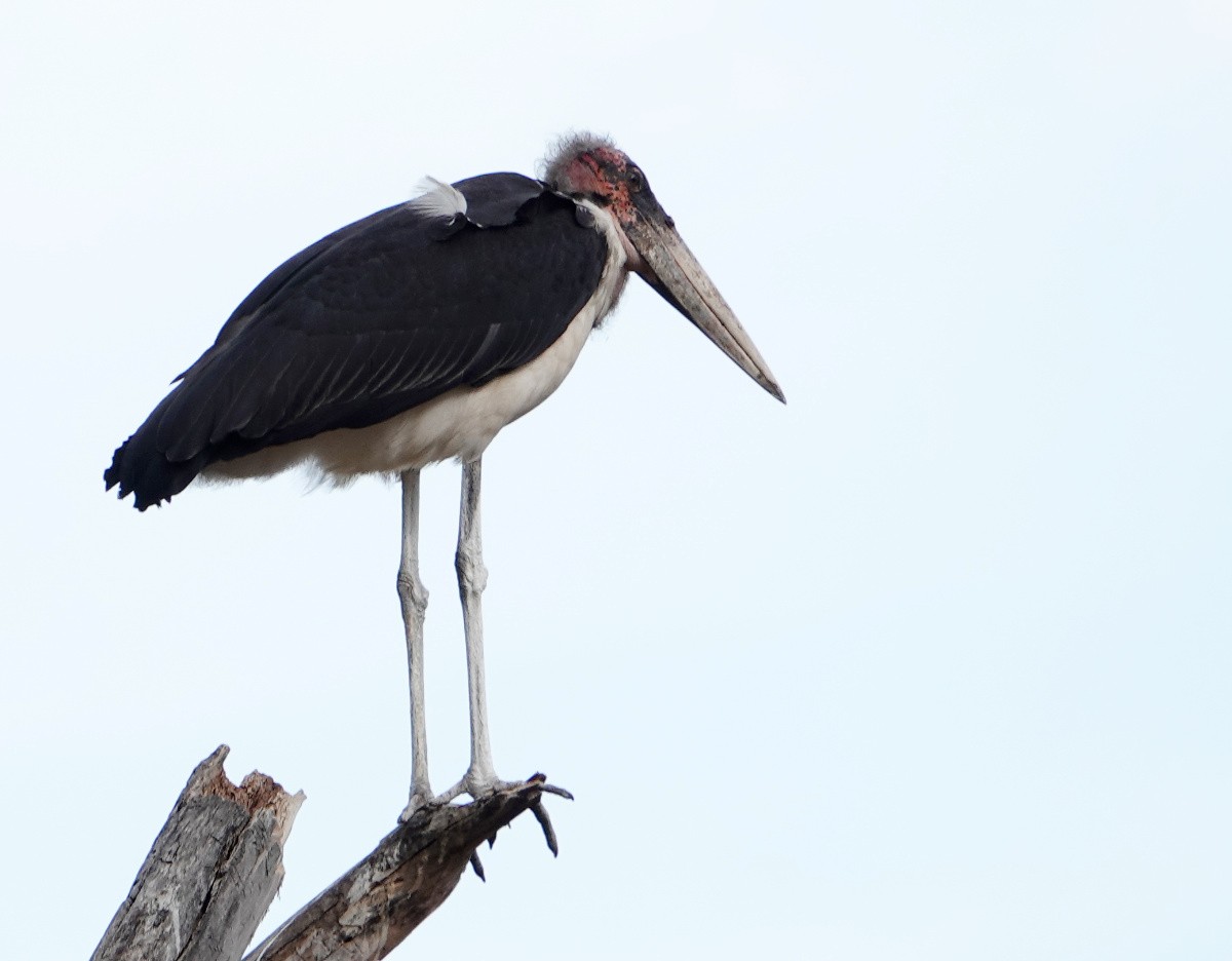 Marabou Stork - ML627777036