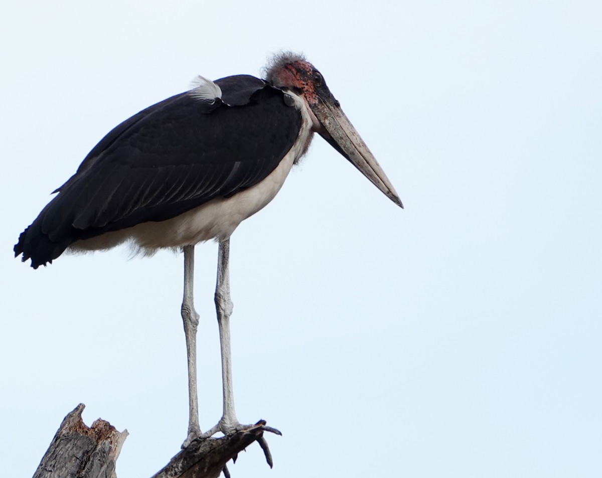 Marabou Stork - ML627777037