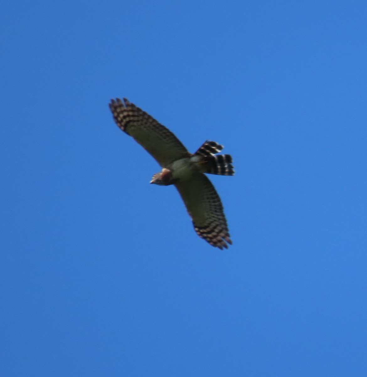 Double-toothed Kite - ML627777060