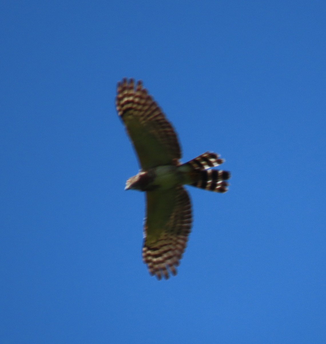 Double-toothed Kite - ML627777061