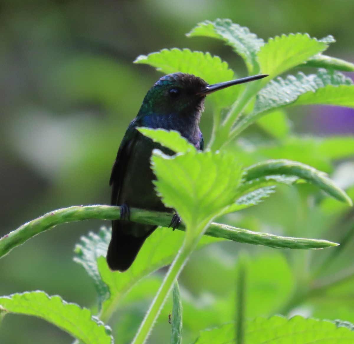 Charming Hummingbird - ML627777070