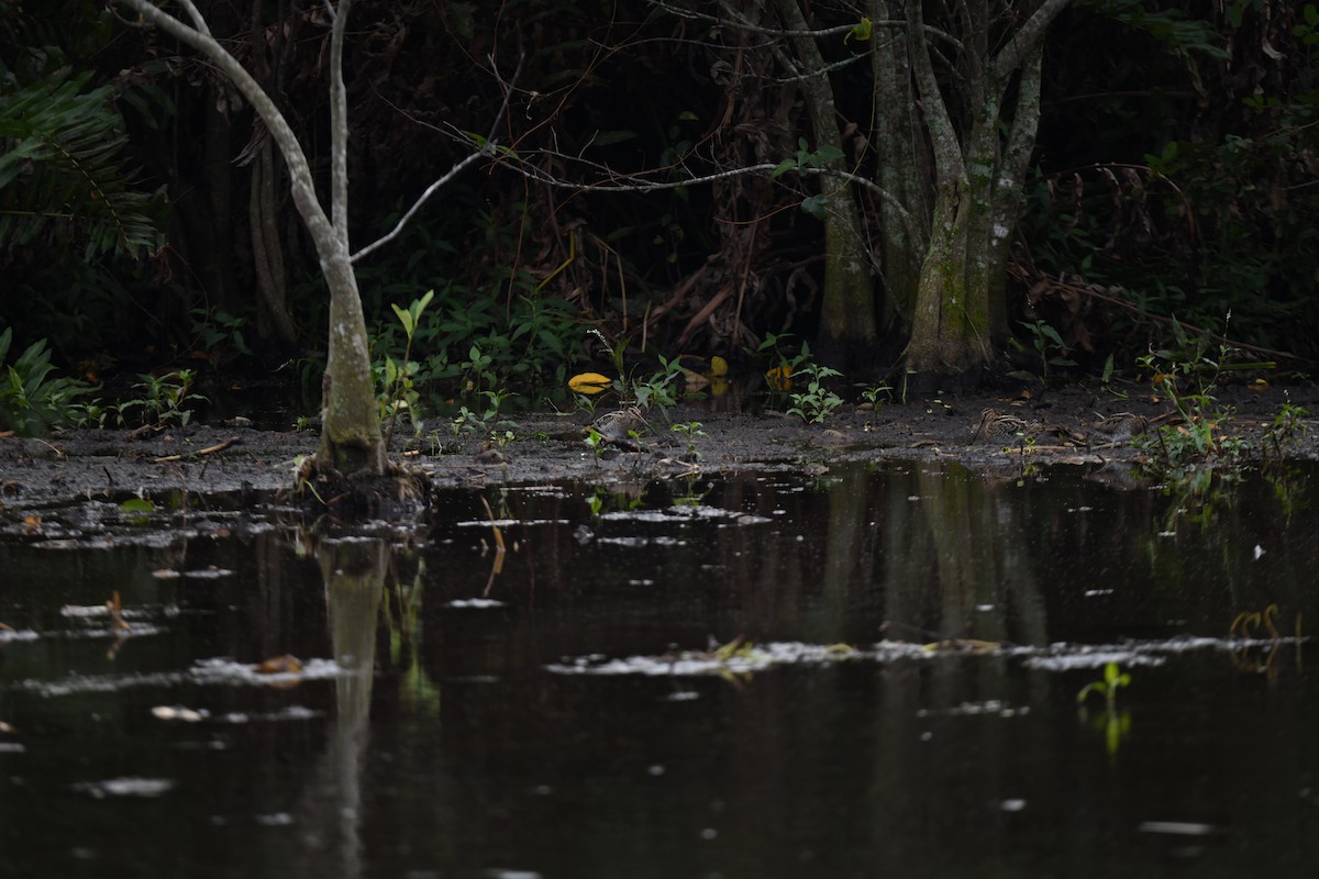 Wilson's Snipe - ML627777131