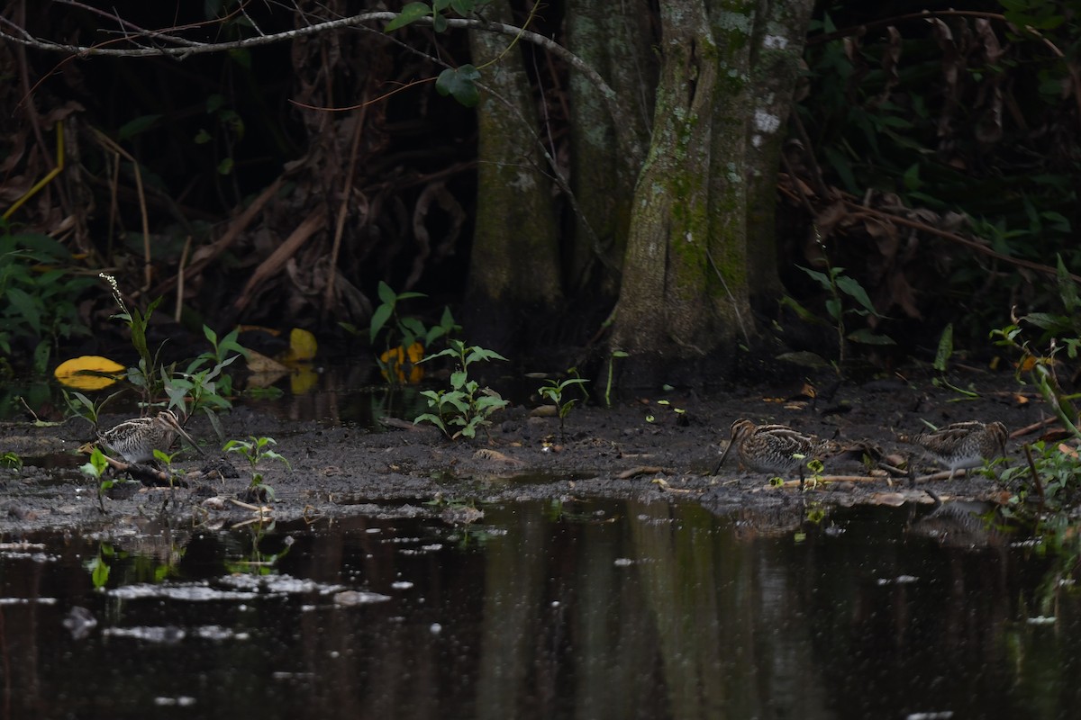 Wilson's Snipe - ML627777132