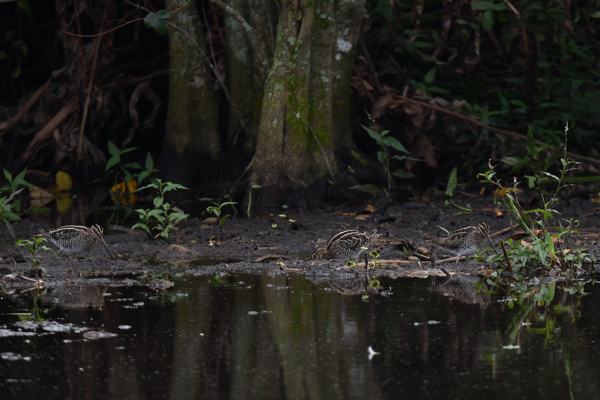 Wilson's Snipe - ML627777135