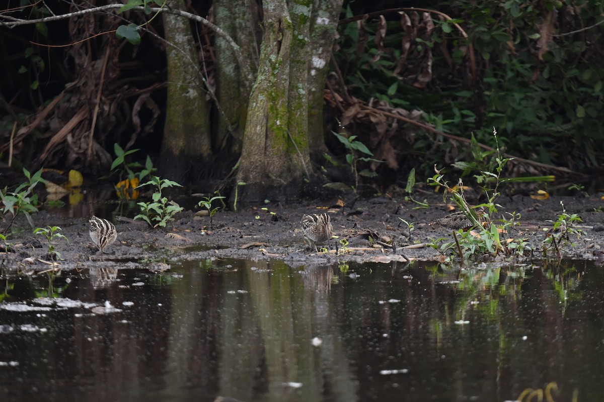 Wilson's Snipe - ML627777138