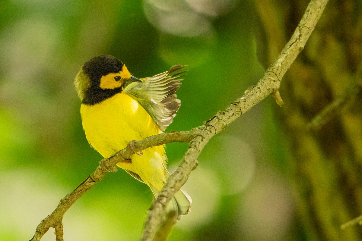 Hooded Warbler - ML627777161