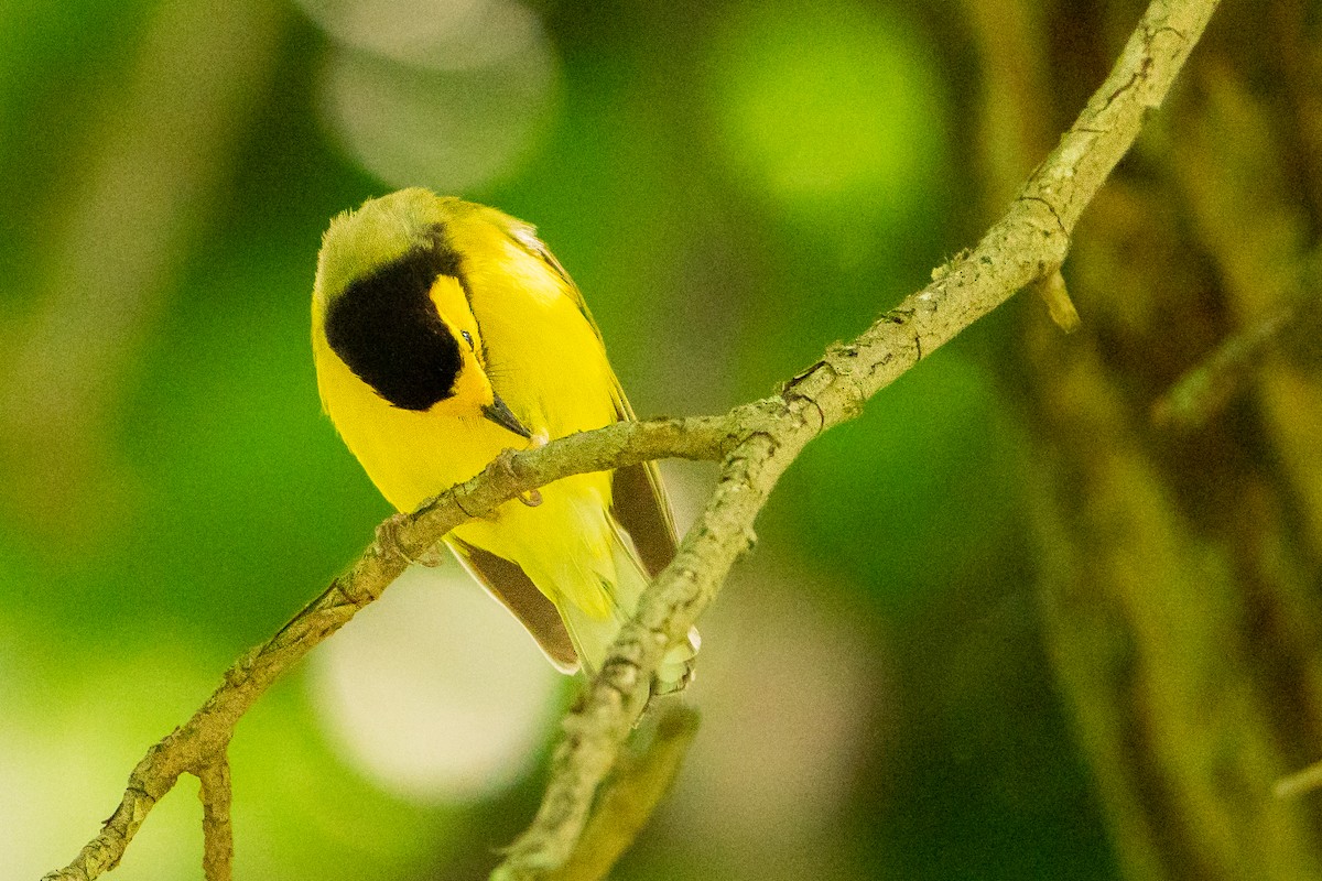 Hooded Warbler - ML627777162