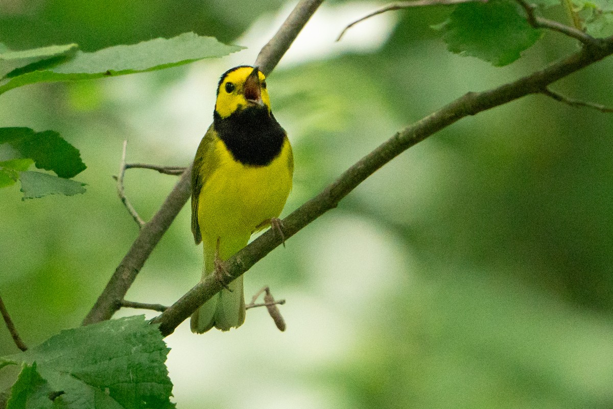 Hooded Warbler - ML627777179