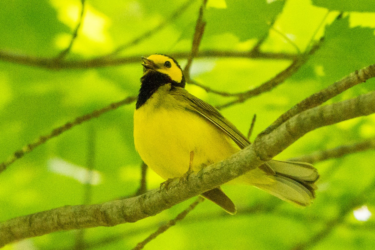 Hooded Warbler - ML627777180