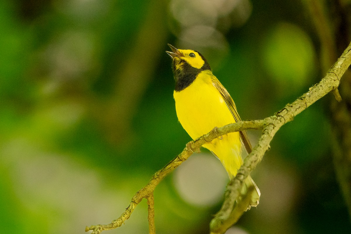 Hooded Warbler - ML627777181