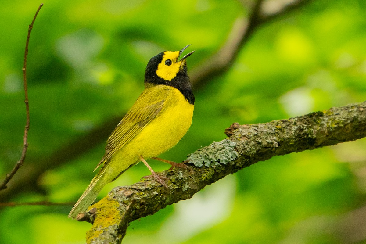 Hooded Warbler - ML627777182