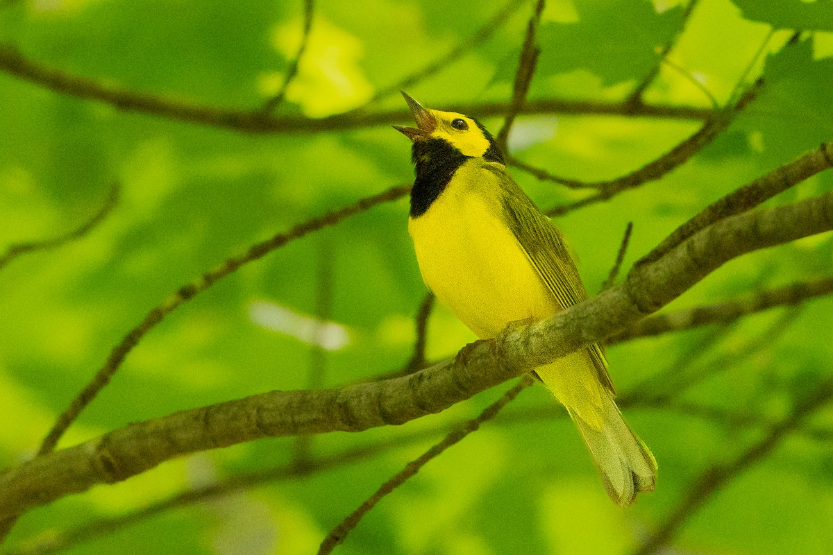 Hooded Warbler - ML627777184