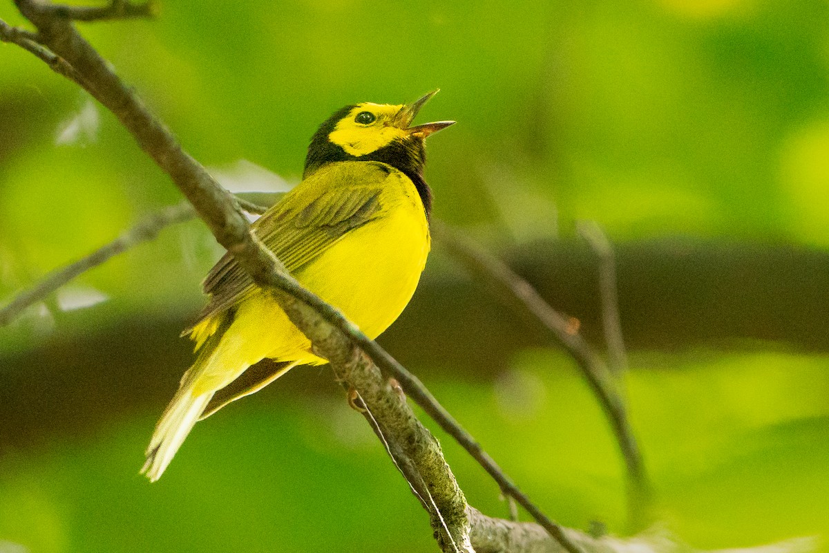 Hooded Warbler - ML627777185