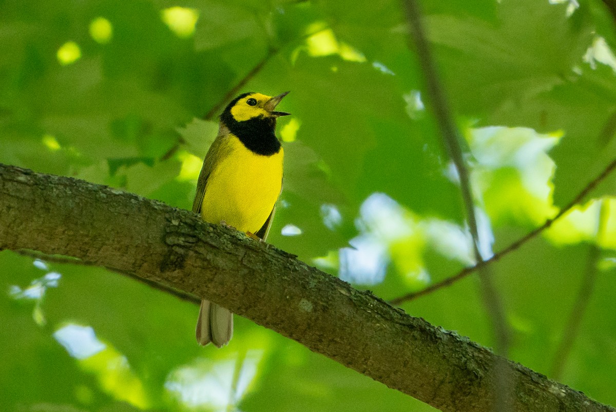 Hooded Warbler - ML627777186