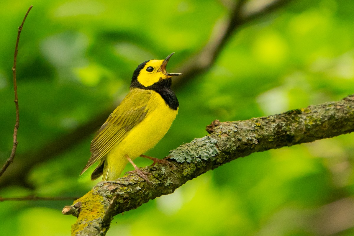 Hooded Warbler - ML627777187