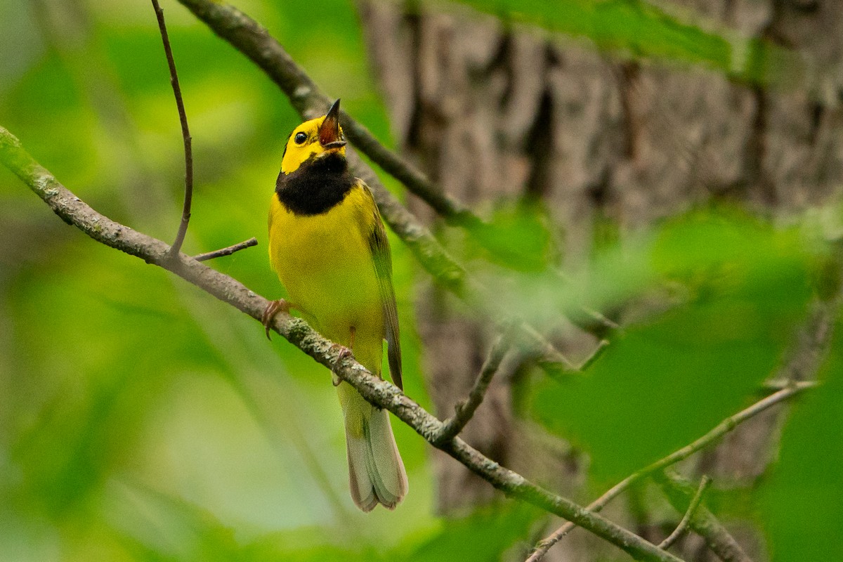 Hooded Warbler - ML627777188