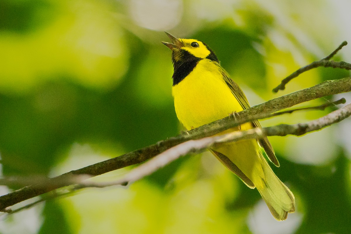 Hooded Warbler - ML627777189