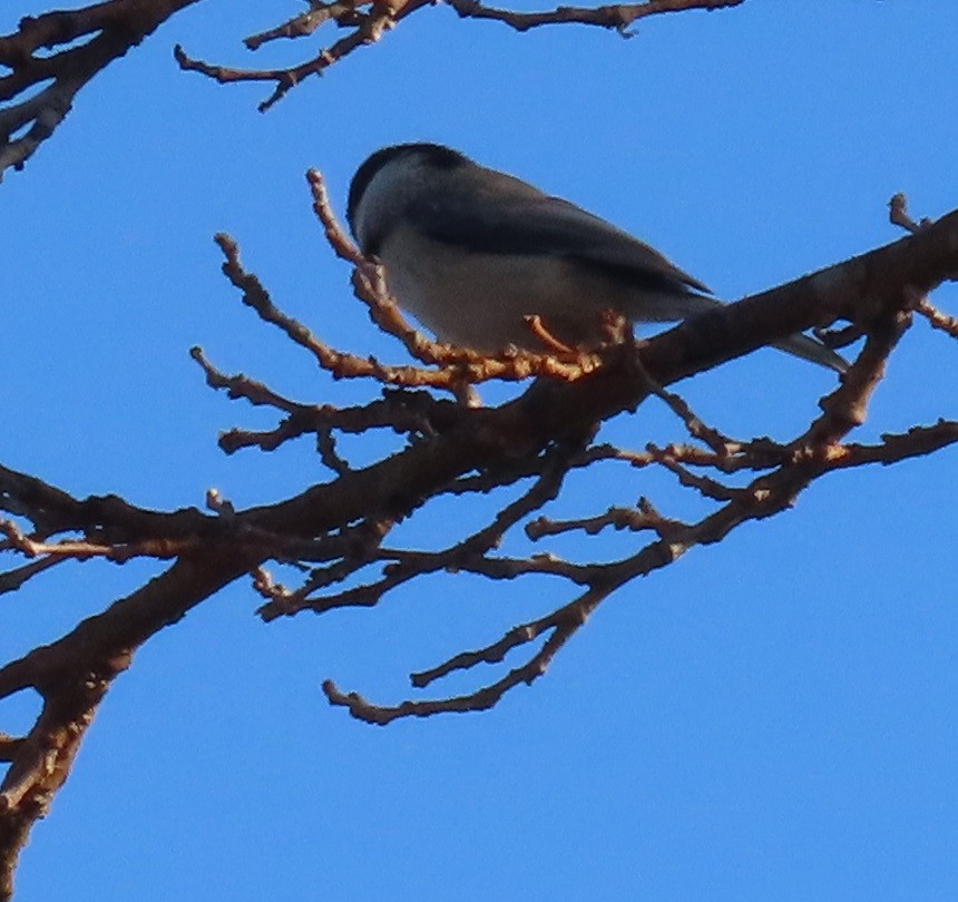 Mésange de Caroline - ML627777249