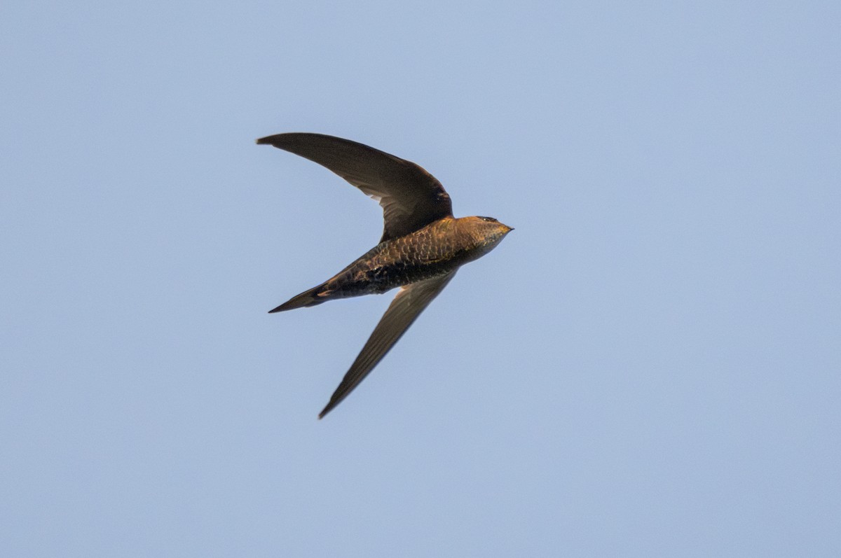 Malagasy Swift - ML627777292