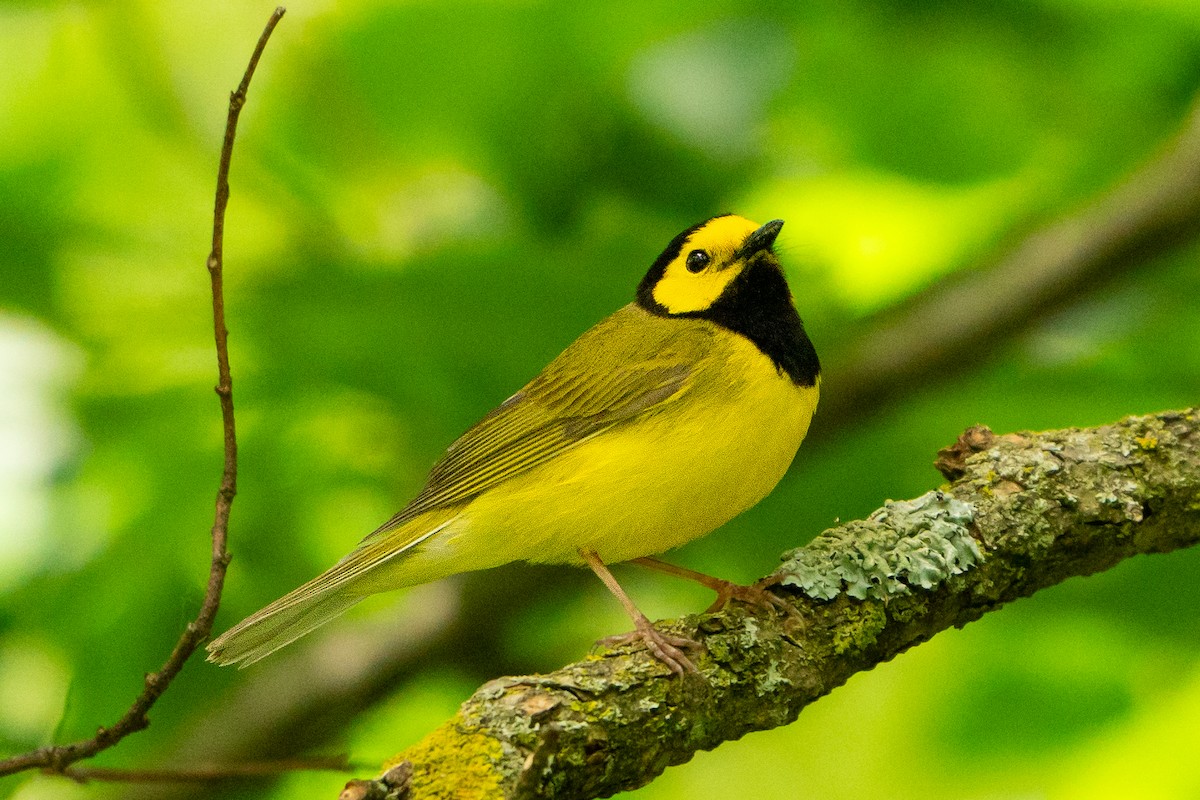 Hooded Warbler - ML627777293