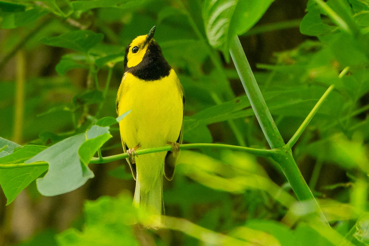 Hooded Warbler - ML627777294