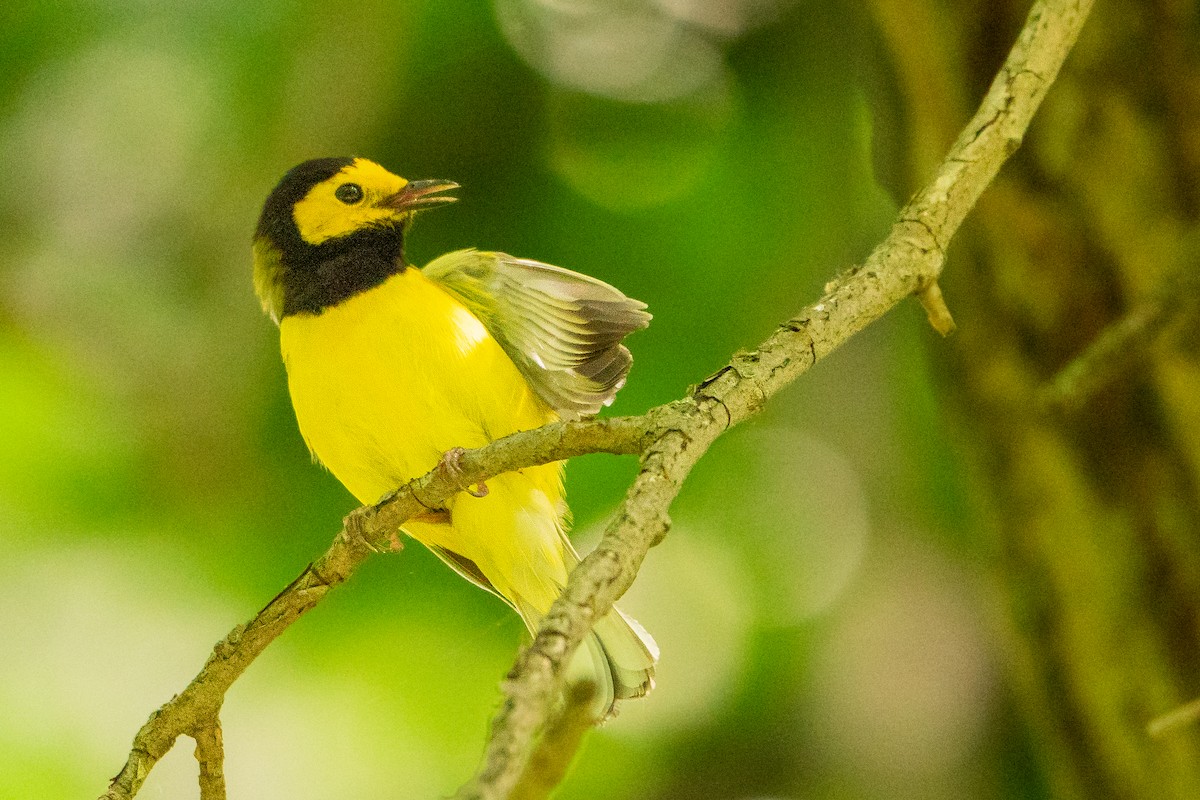 Hooded Warbler - ML627777295